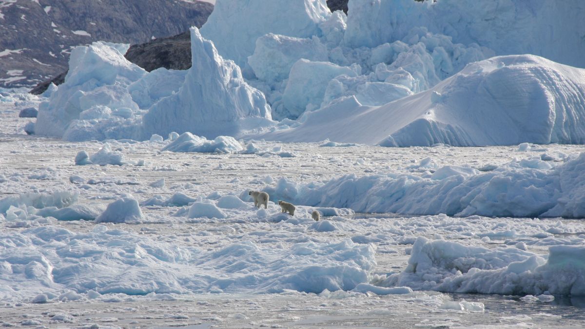 A polar bear family group, consisting of an adult female and two cubs, crosses glacier ice in Southeast Greenland in this handout photograph taken in September 2016. File Image/NASA via Reuters A polar bear family group, consisting of an adult female and two cubs, crosses glacier ice in Southeast Greenland in this handout photograph taken in September 2016. File Image/NASA via Reuters