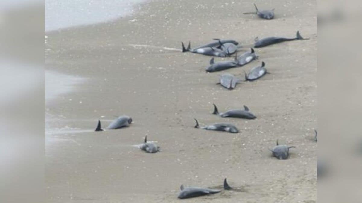 Over 100 dolphins found dead on Somalia's Puntland coast, cause a mystery