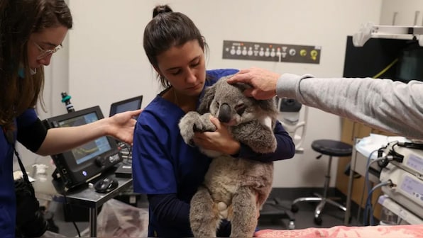 Researchers are developing AI system that will let humans 'talk' to animals