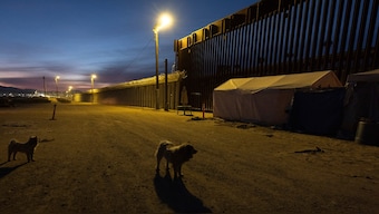 Dogs are seen near a border wall separating Mexico from the United States in San Diego. AP 