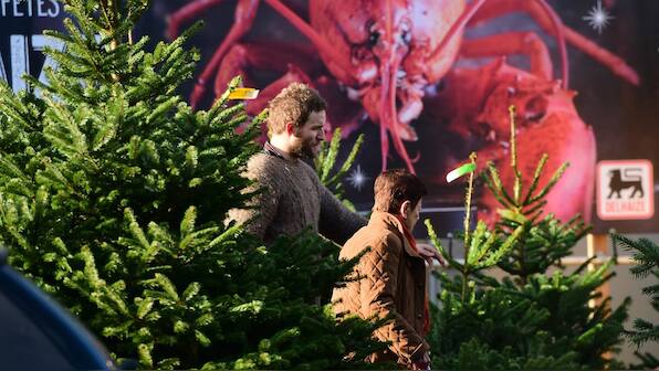 Not for dinner: Why Belgium has warned against eating Christmas trees