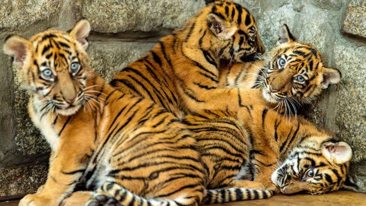 Pakistanis can officially keep lions, cheetahs and tigers at home after paying Rs 50,000 fee