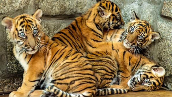 Pakistanis can officially keep lions, cheetahs and tigers at home after paying Rs 50,000 fee