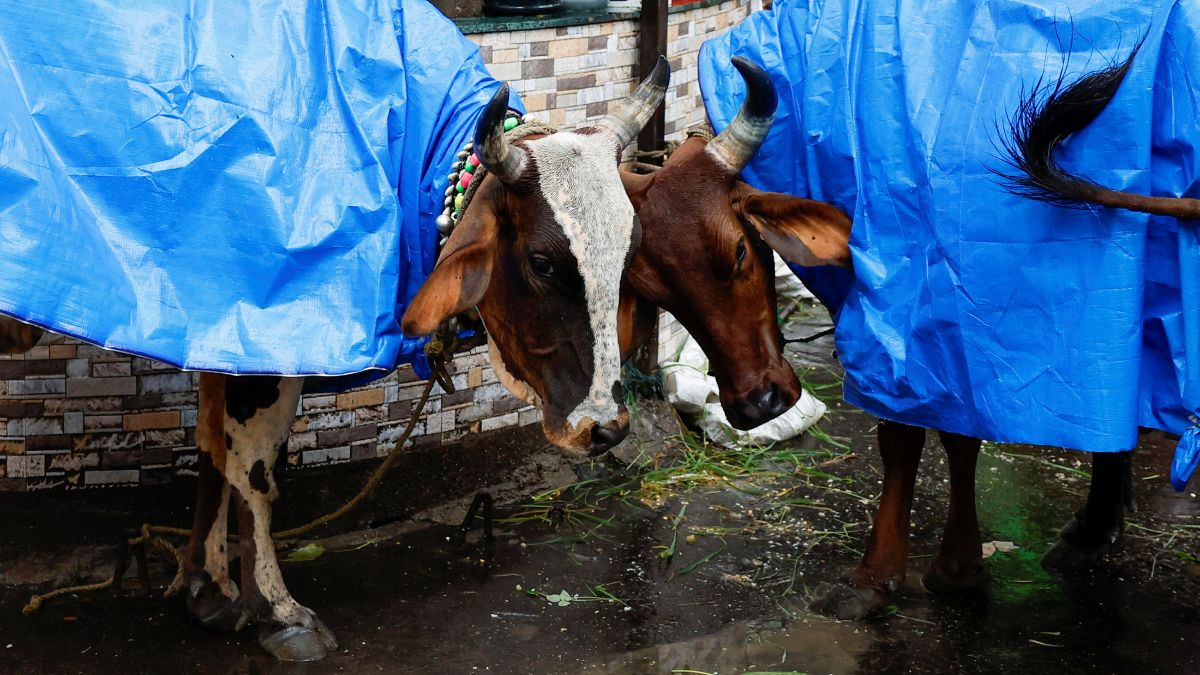 Cows are covered with a plastic sheet on a rainy day in Mumbai, July 19, 2024. File Photo/Reuters Cows are covered with a plastic sheet on a rainy day in Mumbai, July 19, 2024. File Photo/Reuters