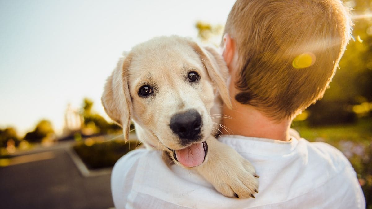 A paid leave to take care of your sick pet? New York might say okay