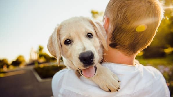 A paid leave to take care of your sick pet? New York might say okay