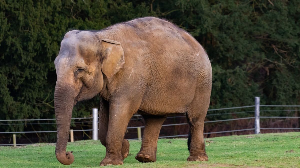 Atikur Rahman, a Bangladeshi citizen, asserts that Chandratara belongs to him. However, his claim is being challenged by two Indians, who have come forward with similar assertions. The elephant’s fate now hangs in the balance as the matter awaits a hearing in a local court. Image for Representation. Pixabay Atikur Rahman, a Bangladeshi citizen, asserts that Chandratara belongs to him. However, his claim is being challenged by two Indians, who have come forward with similar assertions. The elephant’s fate now hangs in the balance as the matter awaits a hearing in a local court. Image for Representation. Pixabay
