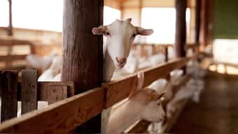 In South Africa, farmers adapting to a changing world, are picking goats over cows. Image used for representational purpose/Reuters