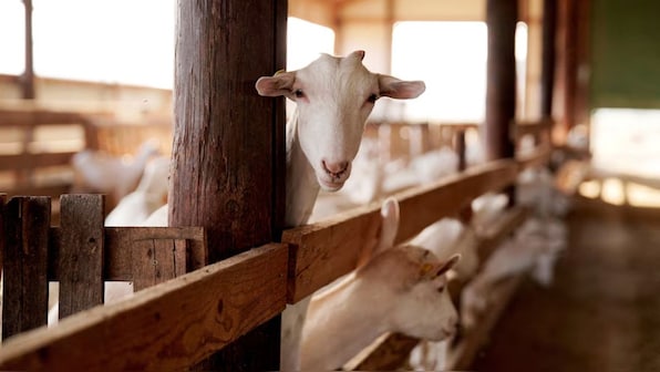 Climate change forcing farmers to replace cows with goats, chickens with ducks