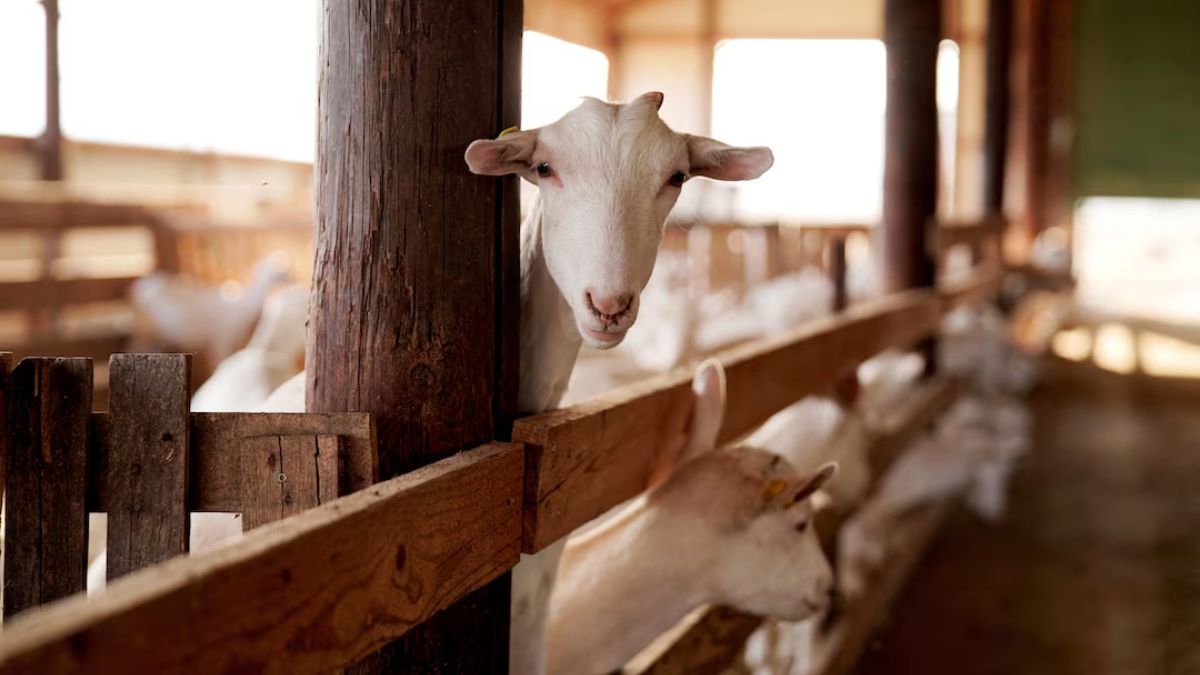 Climate change forcing farmers to replace cows with goats, chickens with ducks Climate change forcing farmers to replace cows with goats, chickens with ducks