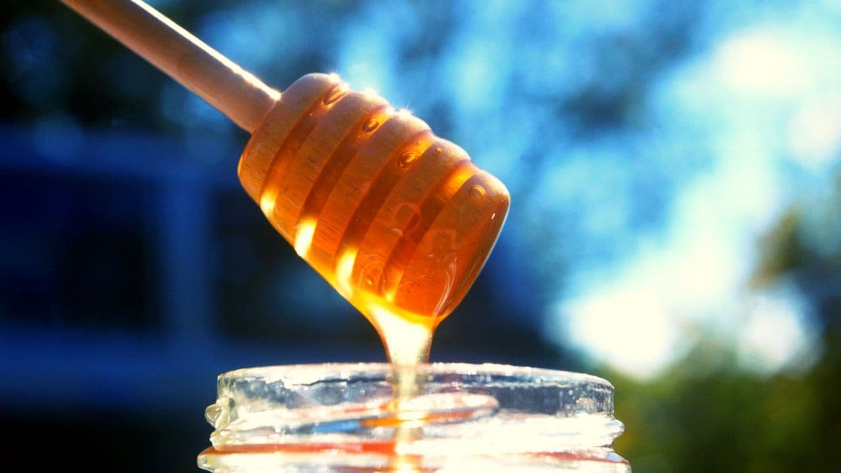 Why France is warning young men to stay away from ‘aphrodisiac’ honey – Firstpost