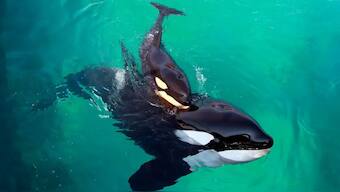 A recent federal assessment confirmed by the Centre for Whale Research reveals the population of Southern Resident killer whales has now dropped to just 73. Alarmingly, only 23 of these are believed to be breeding females. Image for Representation. Reuters