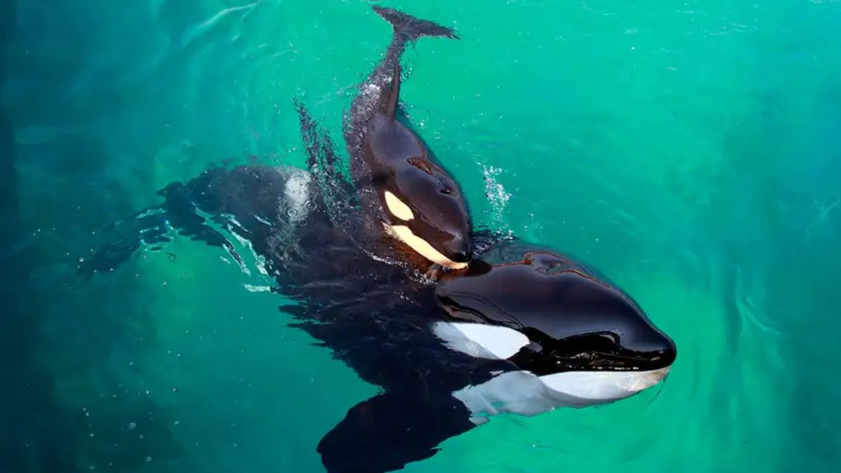 Why Tahlequah, the killer orca that carried its dead calf for weeks, is mourning again Why Tahlequah, the killer orca that carried its dead calf for weeks, is mourning again