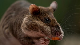 The study found 11 of 16 cities polled, had 'significant increasing trends in rat numbers.'