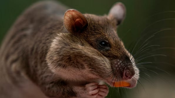 Ratpocalypse now? Why climate change is substantially increasing rodent population