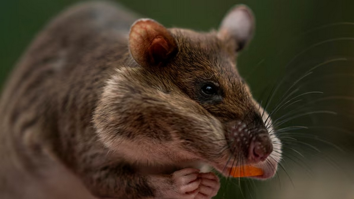 Ratpocalypse now? Why climate change is substantially increasing rodent population Ratpocalypse now? Why climate change is substantially increasing rodent population