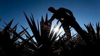 An agave producer checks a plantation, raw material for tequila production, at the outskirts of the municipality of Tepatitlan, Jalisco State, Mexico, on February 2, 2025. AFP