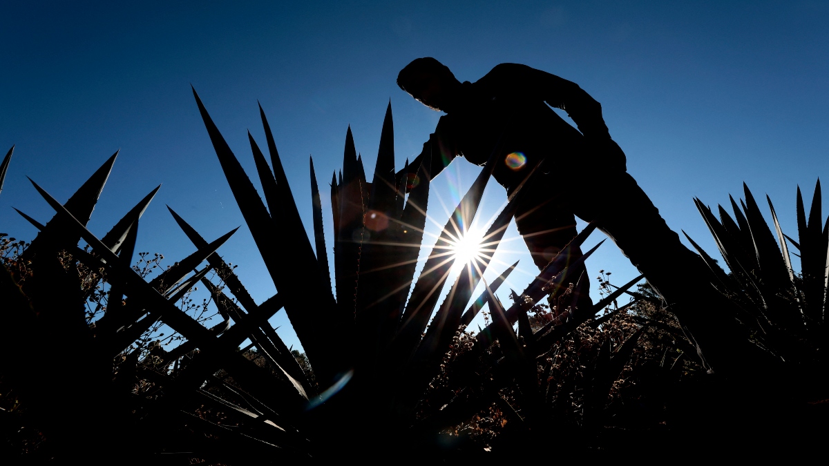 An agave producer checks a plantation, raw material for tequila production, at the outskirts of the municipality of Tepatitlan, Jalisco State, Mexico, on February 2, 2025. AFP An agave producer checks a plantation, raw material for tequila production, at the outskirts of the municipality of Tepatitlan, Jalisco State, Mexico, on February 2, 2025. AFP