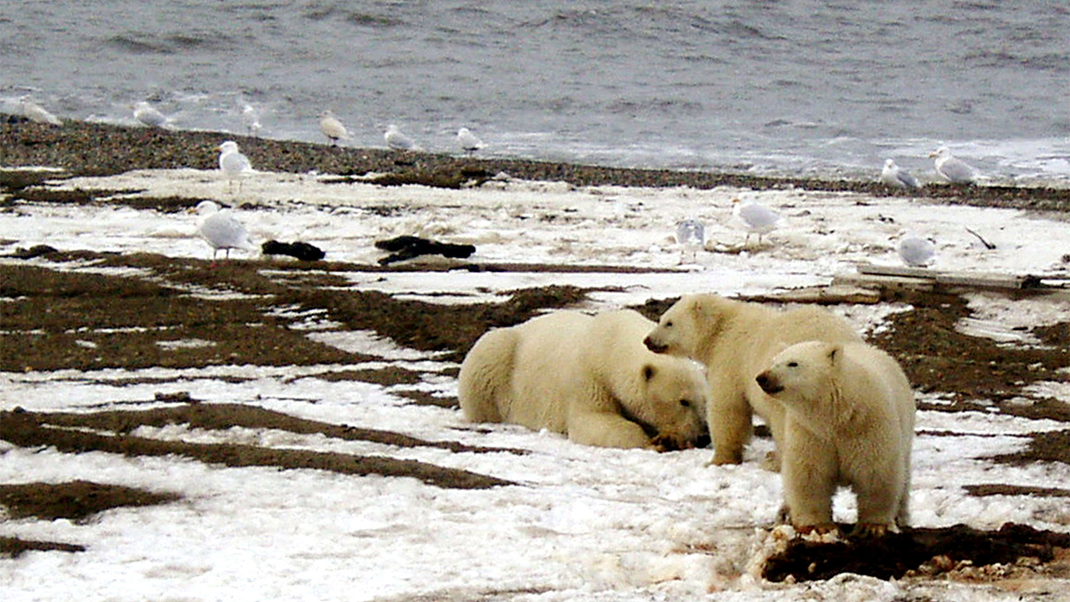 (File0 A polar bear sow and two cubs are seen on the Beaufort Sea coast within the 1002 Area of the Arctic National Wildlife Refuge in this undated handout photo provided by the US Fish and Wildlife Service Alaska. Reuters (File0 A polar bear sow and two cubs are seen on the Beaufort Sea coast within the 1002 Area of the Arctic National Wildlife Refuge in this undated handout photo provided by the US Fish and Wildlife Service Alaska. Reuters