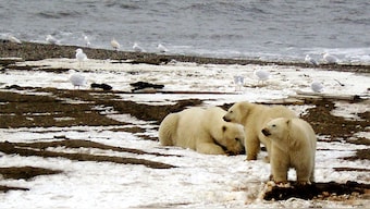 (File0 A polar bear sow and two cubs are seen on the Beaufort Sea coast within the 1002 Area of the Arctic National Wildlife Refuge in this undated handout photo provided by the US Fish and Wildlife Service Alaska. Reuters