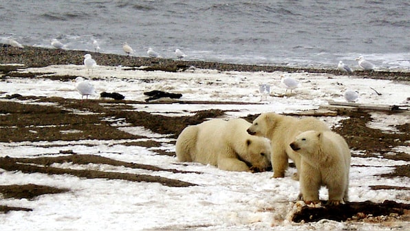 The Arctic: A new theatre of critical geopolitics