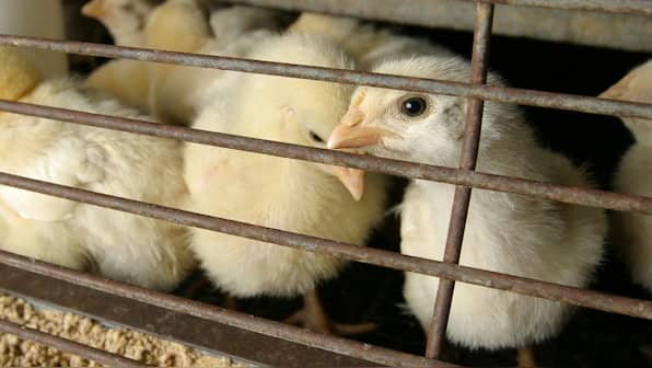 Should chicken slaughter be banned? Is it a bird or animal? Gujarat High Court hearing the case