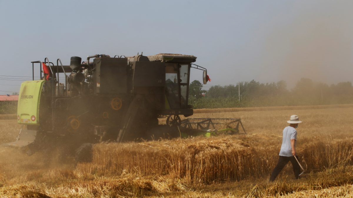 A farmer walks next to a harvester operating at a wheat field in Wei county of Handan, Hebei province, China. Reuters A farmer walks next to a harvester operating at a wheat field in Wei county of Handan, Hebei province, China. Reuters