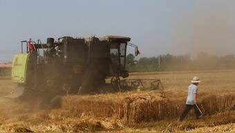 A farmer walks next to a harvester operating at a wheat field in Wei county of Handan, Hebei province, China. Reuters