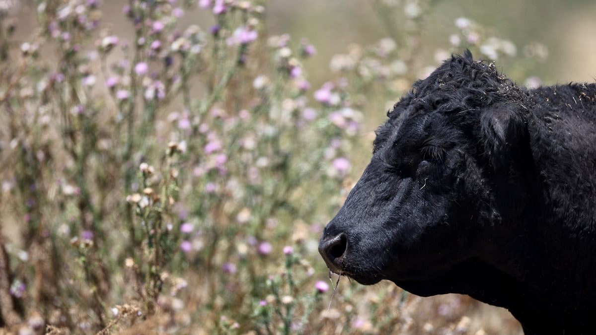 Do cows have a language? Dutch scientist learning how they speak to one another