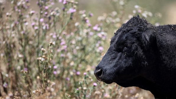 Do cows have a language? Dutch scientist learning how they speak to one another