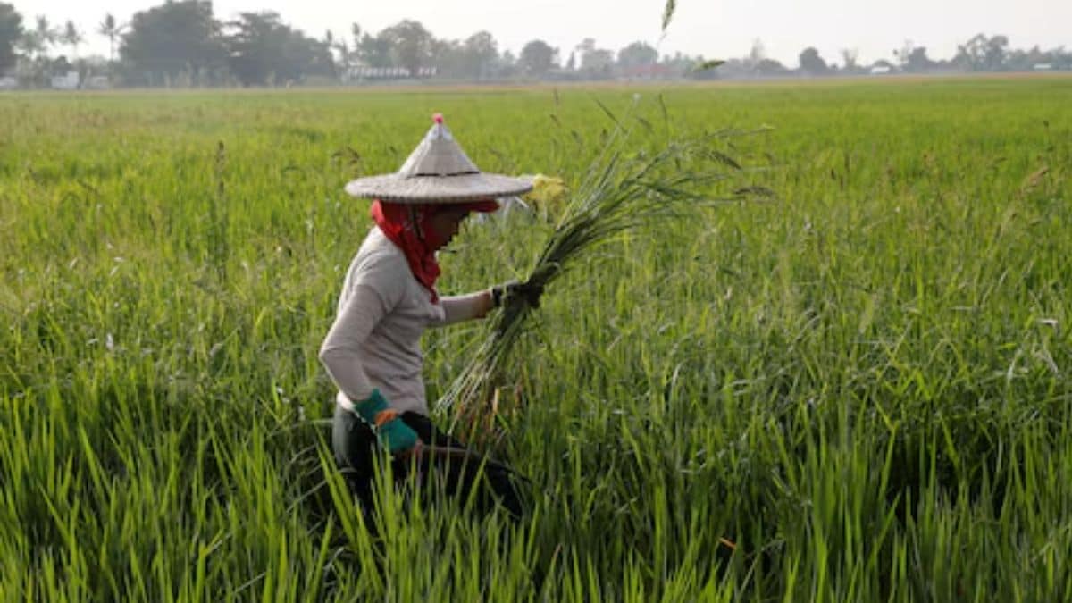 Rice crisis in Philippines: ‘Food security emergency’ declared to check prices of staple food