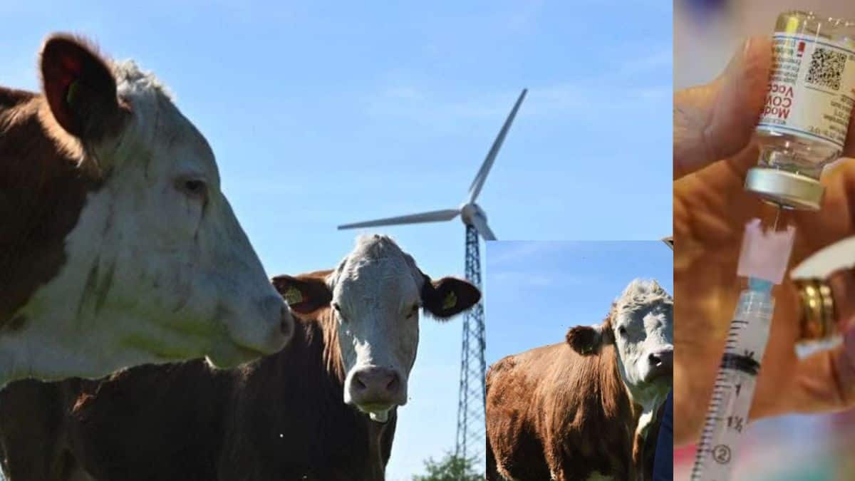 UK virology lab developing ‘cow fart’ vaccine to reduce methane ...