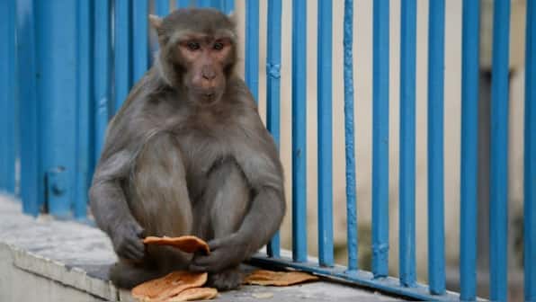 The entirety of Sri Lanka is facing a power outage– all because of one monkey