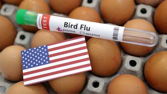A test tube labelled "Bird Flu", eggs and a piece of paper in the colours of the US national flag are seen in this picture illustration, January 14, 2023. File Image/Reuters