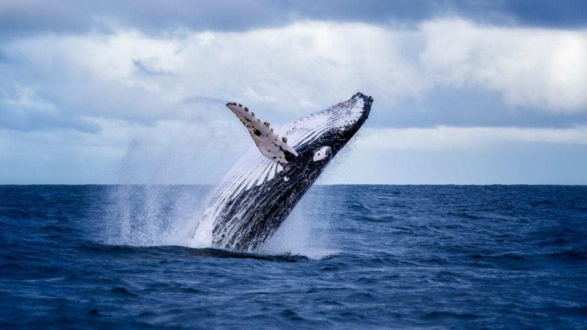 Do whales sing the same way as humans? New study finds language-like repeatable units