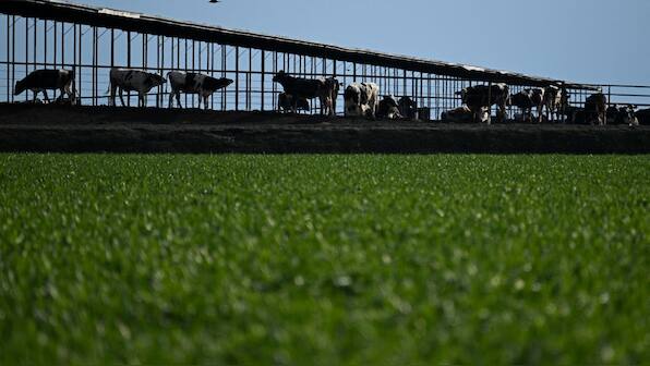 Trump wants Europe to buy food from America but Brazil could be a problem