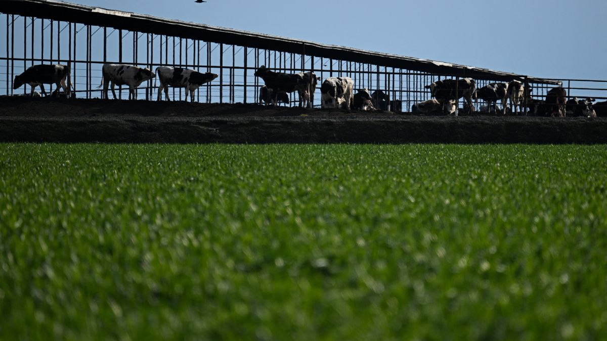 Trump wants Europe to buy food from America but Brazil could be a problem Trump wants Europe to buy food from America but Brazil could be a problem