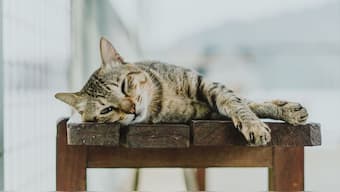 The case was detected in Madhya Pradesh's Chhindwara district. Pixabay/Representational Image
