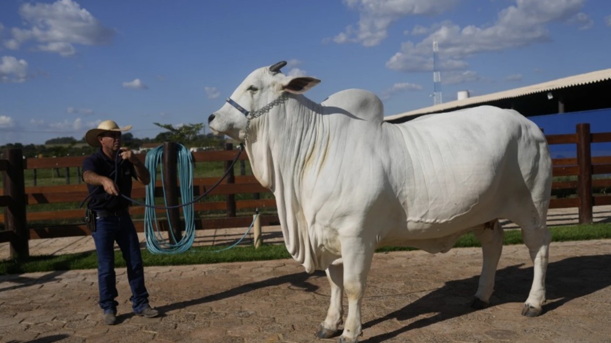 Worth Rs 40 crore, Viatina-19 is the most expensive cow ever sold at auction in Minas Gerais, Brazil. AP Worth Rs 40 crore, Viatina-19 is the most expensive cow ever sold at auction in Minas Gerais, Brazil. AP