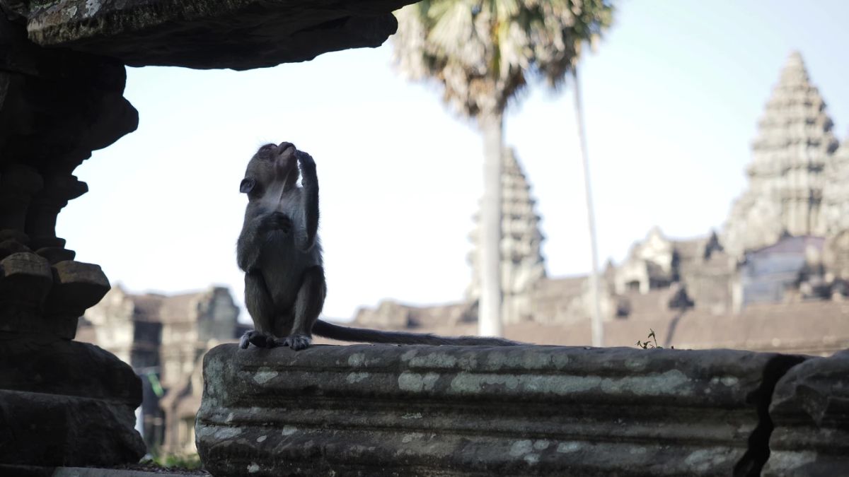 Some YouTubers have been feeding and provoking the Angkor Wat’s resident monkeys, turning them into aggressive nuisances that now attack tourists, damage ancient structures. File image/ AP Some YouTubers have been feeding and provoking the Angkor Wat’s resident monkeys, turning them into aggressive nuisances that now attack tourists, damage ancient structures. File image/ AP