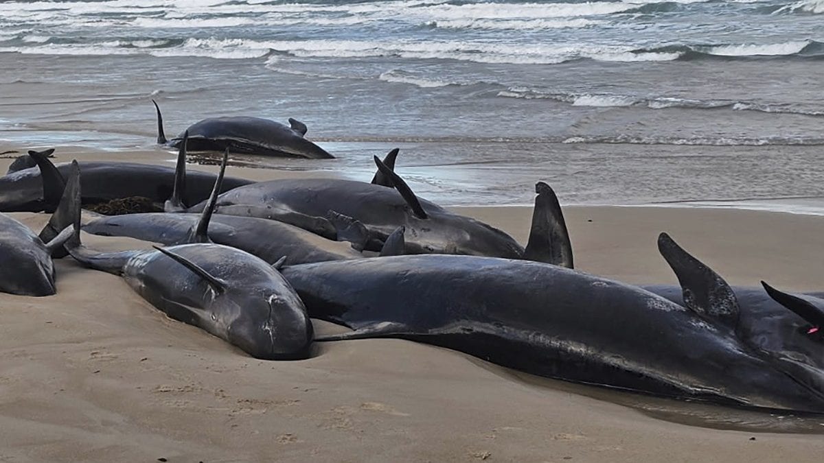 Mass whale stranding in Australia's Tasmania: 67 dead, authorities to euthanise 90 survivors