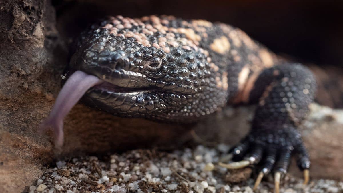 How Gila monster, one of world's deadliest lizard, made Ozempic possible
