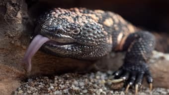 The Gila Monster, one of the most venomous lizards, is the surprising solution to the world's obesity problem. Representational image/AFP