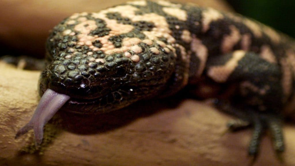 Is There Lizard Venom In Ozempic Dosing