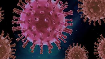 The Camp Hill virus belongs to the henipavirus family, which is a large collection of viruses that usually infect bats but can also "spill over" into other mammals, including people. Representational Image/Pixabay