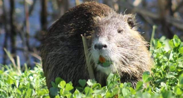 Why US officials are urging Americans to eat invasive species of giant ...