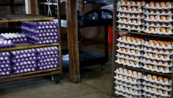 Trump promised to lower egg prices on his first day in office, but prices increased 59% on a year-on-year basis in February. X 