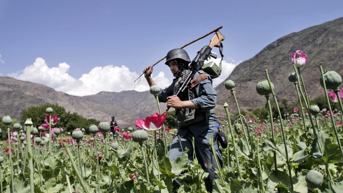 Afghanistan: Opium prices soar after Taliban banned poppy farming, UN says traffickers earning 'massive profits' Afghanistan: Opium prices soar after Taliban banned poppy farming, UN says traffickers earning 'massive profits'