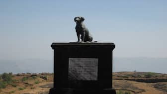 When Shivaji died in 1680, the grieving dog reportedly jumped onto his funeral pyre and immolated himself. Image Courtesy: 
@HISTORYTV18/X