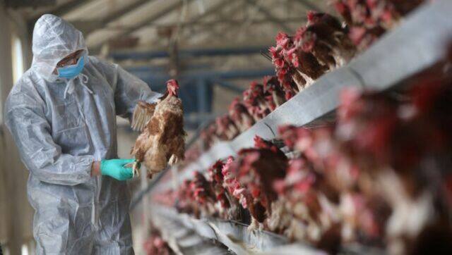 Experts are planning for pandemic bird flu which may happen soon. File image/Reuters 